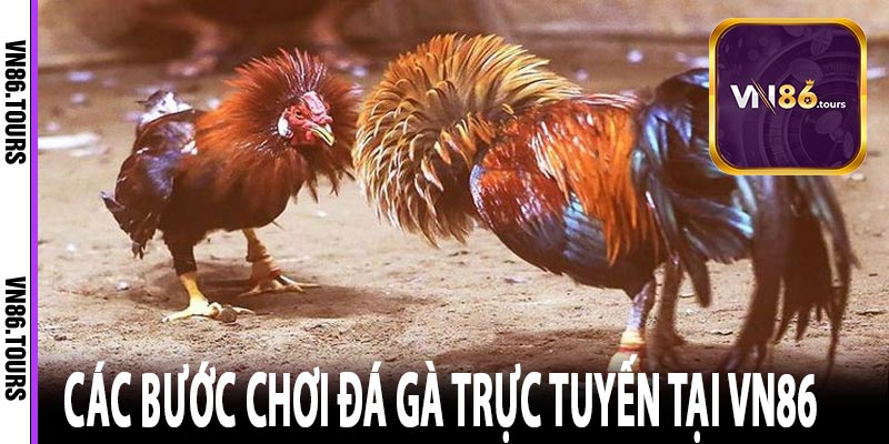 Các bước chơi đá gà trực tuyến tại VN86 