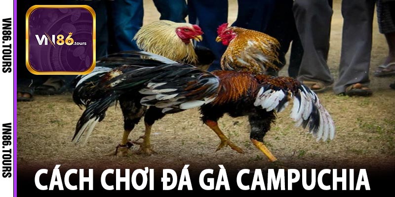 Cách chơi đá gà Campuchia